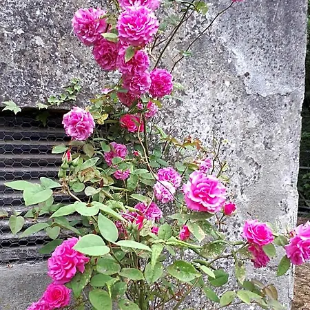 Bed & Breakfast Conways Claremorris